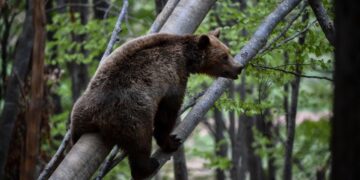 Νεαρή αρκούδα παίζει σκαρφαλώνοντας στα δέντρα στις εγκαταστάσεις του Αρκτούρου στο Νυμφαίο Φλώρινας (φωτ.: EUROKINISSI/Αντώνης Νικολόπουλος)
