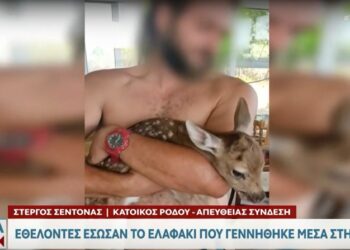 Το νεογέννητο ελαφάκι, λίγη ώρα μετά τη διάσωσή του (φωτ.: glomex)