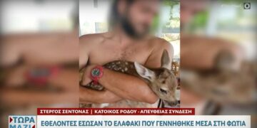 Το νεογέννητο ελαφάκι, λίγη ώρα μετά τη διάσωσή του (φωτ.: glomex)