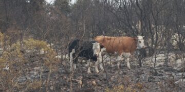 Αγελάδες εν μέσω καμένης βλάστησης (φωτ.: EUROKINISSI/Γιώργος Κονταρίνης)