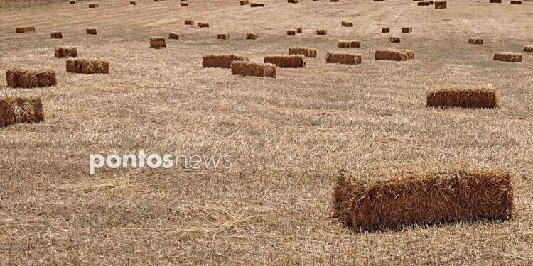 (Φωτ.: Χριστίνα Κωνσταντάκη)