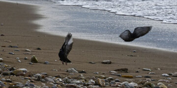 (Φωτ.: EUROKINISSI / Αντώνης Νικολόπουλος)