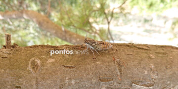 (Φωτ.: Χριστίνα Κωνσταντάκη)