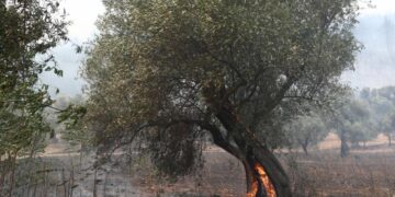 Καταστροφές από την πυρκαγιά στην Αλεξανδρούπολη  (φωτ.: Βασίλης Βερβερίδης / ΜΟΤΙΟΝ ΤΕΑΜ)