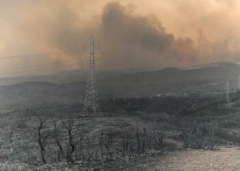 Καμένη έκταση στην περιοχή του του Προφήτη Ηλία, στη Μάκρη Αλεξανδρούπολης (φωτ.: ΑΠΕ-ΜΠΕ / Δημήτρης Αλεξούδης)