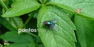 (Φωτ.: Χριστίνα Κωνσταντάκη)