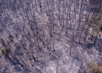 Εικόνα από drone δείχνει την επόμενη ημέρα στο δάσος της Δαδιάς. Καμένοι κορμοί και στάχτες παντού (φωτ.: ΜΟΤΙΟΝΤΕΑΜ/Βασίλης Βερβερίδης)