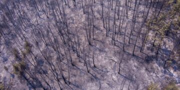Εικόνα από drone δείχνει την επόμενη ημέρα στο δάσος της Δαδιάς. Καμένοι κορμοί και στάχτες παντού (φωτ.: ΜΟΤΙΟΝΤΕΑΜ/Βασίλης Βερβερίδης)