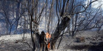 Κορμός δέντρου εξακολουθεί να καίγεται μέσα σε καμένο δάσος σε περιοχή της Άκοβας Άργους (φωτ.: EUROKINISSI/Βασίλης Παπαδόπουλος)