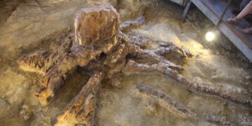 (Φωτ.: Μουσείο Φυσικής Ιστορίας Απολιθωμένου Δάσους Λέσβου)