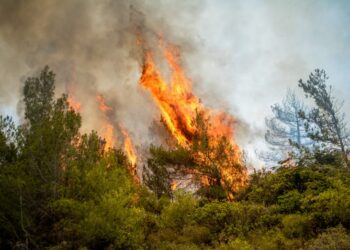 Φλόγες καίνε πευκόδασος (φωτ. αρχείου: EUROKINISSI/Λευτέρης Δαμιανίδης)