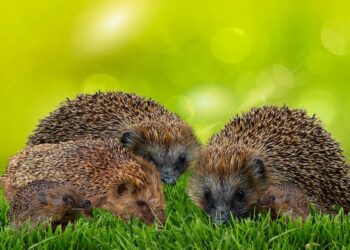 (Πηγή: pixabay.com/el/users/garten-gg)