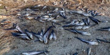 Εκτός από τα νεκρά ζώα, ο κάμπος έχει γεμίσει και νεκρά ψάρια τώρα που τραβήχτηκαν τα νερά σε πολλές περιοχές (φωτ.: EUROKINISSI/Λεωνίδας Τζέκας)