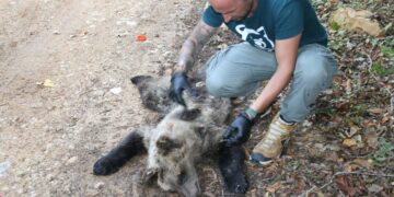 Μέλος του «Αρκτούρου» μελετά τη σορό του νεαρού ζώου (φωτ.: Αρκτούρος/Δ. Νικολάου)