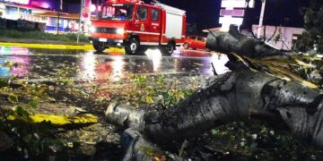 Πτώση δέντρου σημειώθηκε από την κακοκαιρία στο Άργος (φωτ.: EUROKINISSI/Βασίλης Παπαδόπουλος)