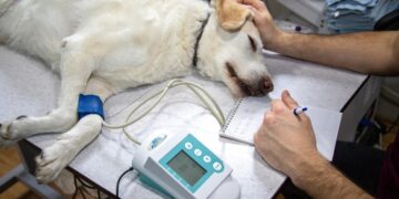 Σκύλος στον κτηνίατρο (φωτ. αρχείου: pixabay/mirkosajkov)