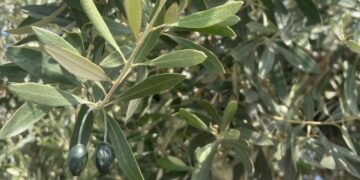 Τσιπάκι GPS που έχει τη μορφή ελαιόκαρπου τοποθετημένο σε κλαδί ελαιόδεντρου (φωτ.: ΑΠΕ-ΜΠΕ)