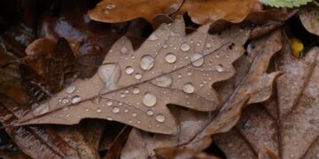 (Φωτ. αρχείου: pixabay/t3ddy4rt)