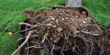 Δέντρο που ξεριζώθηκε εξαιτίας της κακοκαιρίας (φωτ.: Eurokinissi/Βασίλης Παπαδόπουλος)