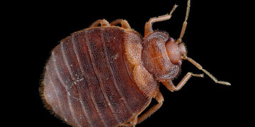 Κοριός μήκους 5 χιλιοστών (φωτ.: Gilles San Martin / commons.wikimedia.org)