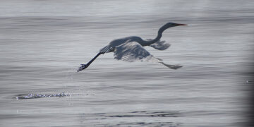 Ένας λευκοτσικνιάς  (ερωδιός) στον υγροβιότοπο Ναυπλίου - Νέας Κίου (φωτ.: EUROKINISSI / Βασίλης Παπαδόπουλος)