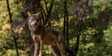 Λύκος στο φυσικό του περιβάλλον, στο δάσος (φωτ.: facebook/Αρκτούρος)