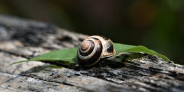Βροχή, ο αγαπημένος καιρός των σαλιγκαριών (φωτ.: pixabay/Veronika_Andrews)
