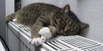 (Φωτ.: Ulrike Görgl / pixabey.com)