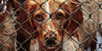 (Φωτ. αρχείου: pixabay.com/Alexas_Fotos)