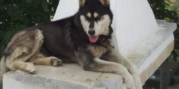 Ο Όλιβερ, το χάσκι της Αράχωβας που κακοποιήθηκε μέχρι θανάτου (πηγή: Facebook)