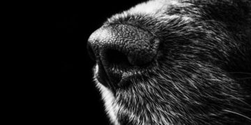 (Φωτ. αρχείου: pixabay.com/el/users/alexanderstein)