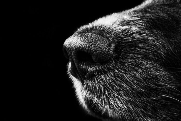 (Φωτ. αρχείου: pixabay.com/el/users/alexanderstein)