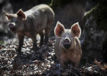 Γουρούνια ελευθέρας βοσκής (φωτ. EUROKINISSI/Θανάσης Καλλιάρας)