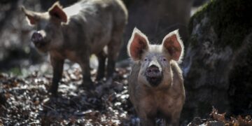 Γουρούνια ελευθέρας βοσκής (φωτ. EUROKINISSI/Θανάσης Καλλιάρας)