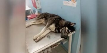 Ο άτυχος Όλιβερ στο κτηνιατρείο, λίγο πριν ξεψυχήσει (φωτ.: glomex)