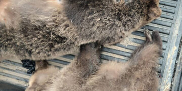 Πυροβόλησαν πρώτα την μαμά-αρκούδα και μετά τα δύο μικρά (φωτ.: «Αρκτούρος»)