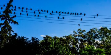 Περιστέρια ξεκουράζονται στα σύρματα, απολαμβάνοντας την καλοκαιρία (φωτ.: EUROKINISSI/Γιώργος Κονταρίνης)
