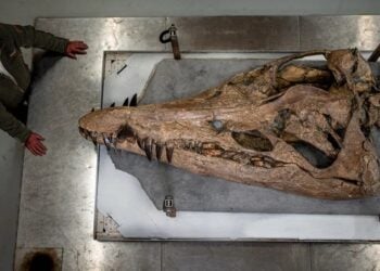 Ο Steve Etches με το κρανίο του πλιόσαυρου Etches  (φωτ.: BBC/Tony Jolliffe)