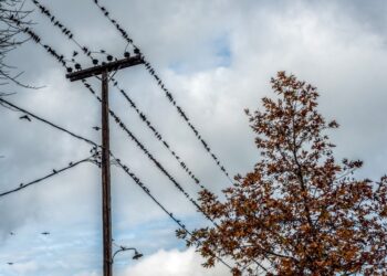 Ψαρόνια στο χωριό Γέροντας κάτω από τον Ευβοϊκό Όλυμπο (φωτ.: EUROKINISSI/Αντώνιος Λάμπρου)