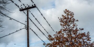 Ψαρόνια στο χωριό Γέροντας κάτω από τον Ευβοϊκό Όλυμπο (φωτ.: EUROKINISSI/Αντώνιος Λάμπρου)