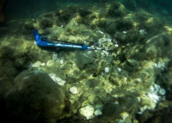 Ψαροντούφεκο στη θάλασσα (φωτ. αρχείου: EUROKINISSI/Γιώργος Κονταρίνης)