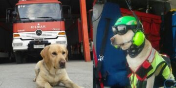 Ο Μαξ πρωταγωνιστούσε σε ειδικές αποστολές (φωτ.: facebook/Ένωση Πτυχιούχων Αξιωματικών Υπαξιωματικών Πυροσβεστικού Σώματος, X/Πυροσβεστικό Σώμα)