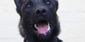 Ο Eco, ο βελγικός ποιμενικός της ομάδας Αnubis Coldcase K9 Team (φωτ.: Αnubis Coldcase K9 Team)