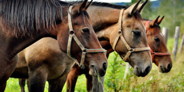 (Φωτ.: pixabay.com / Jerzy Górecki)