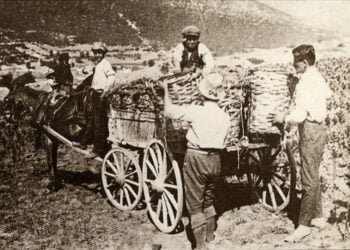 Συγκομιδή καπνού (πηγή: Γενικά Αρχεία του Κράτους – Αρχεία Ν. Καβάλας)