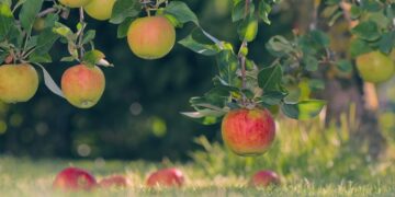 Ανάμεσα στα δέντρα που θα φυτευτούν θα είναι και μηλιές (φωτ.: pixabay/Peggychoucair)