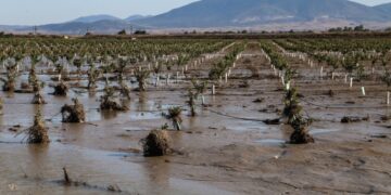 Κατεστραμμένες καλλιέργειες στη Θεσσαλία από τις πλημμύρες του περασμένου Σεπτεμβρίου (φωτ.: EUROKINISSI/Λεωνίδας Τζέκας)