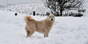 (Φωτ.: EUROKINISSI / Αντώνης Νικολόπουλος)
