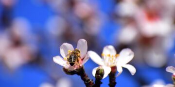 Μια μέλισσα στο άνθος της αμυγδαλιάς (φωτ.: EUROKINISSI/Βασίλης Παπαδόπουλος)