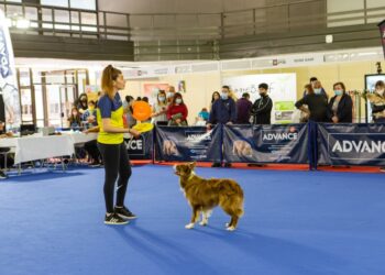Στιγμιότυπο από παλιότερο φεστιβάλ στους χώρους της ΔΕΘ (φωτ.: facebook/Discover Dogs Festival)